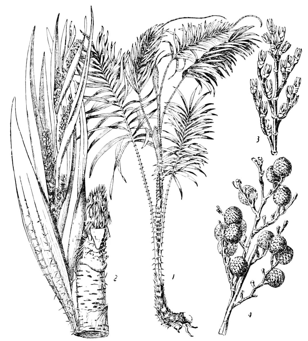 Botanical specimen of Calamus Leptospadix.
