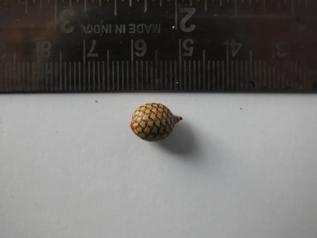 Botanical specimen of Calamus Leptospadix.