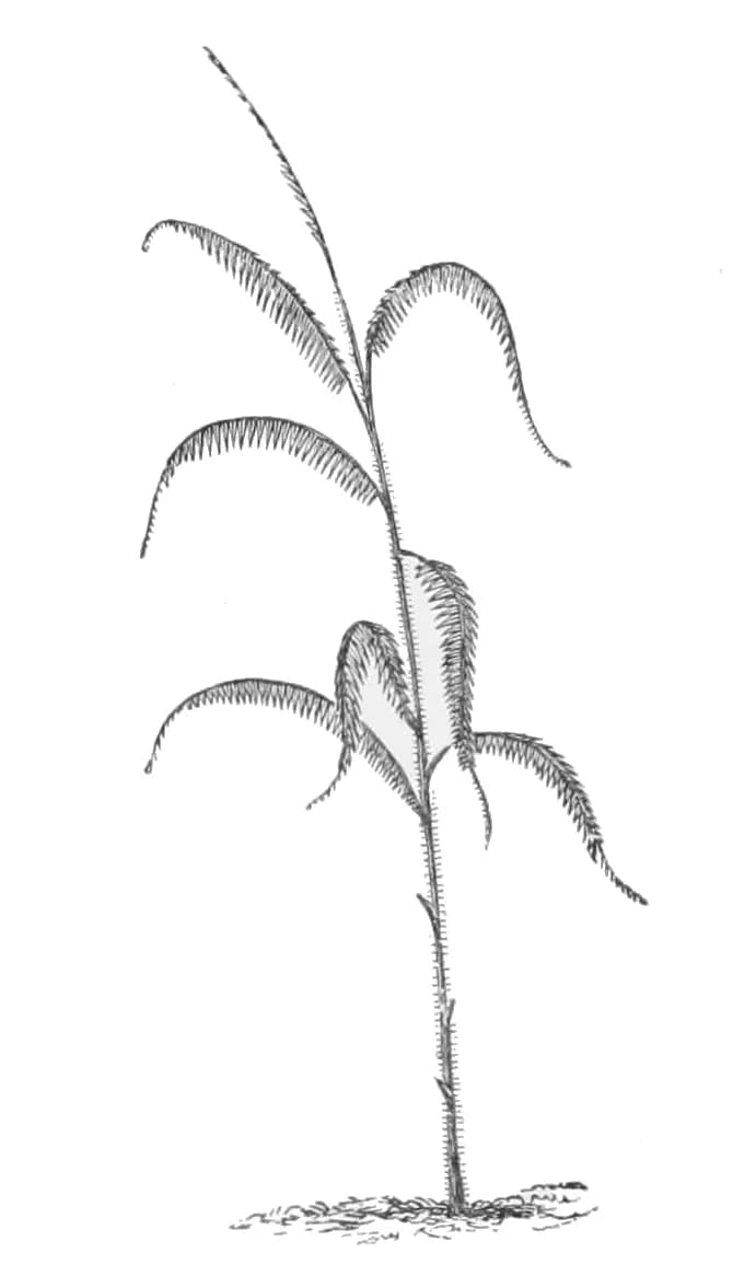 Botanical specimen of Calamus Leptospadix.