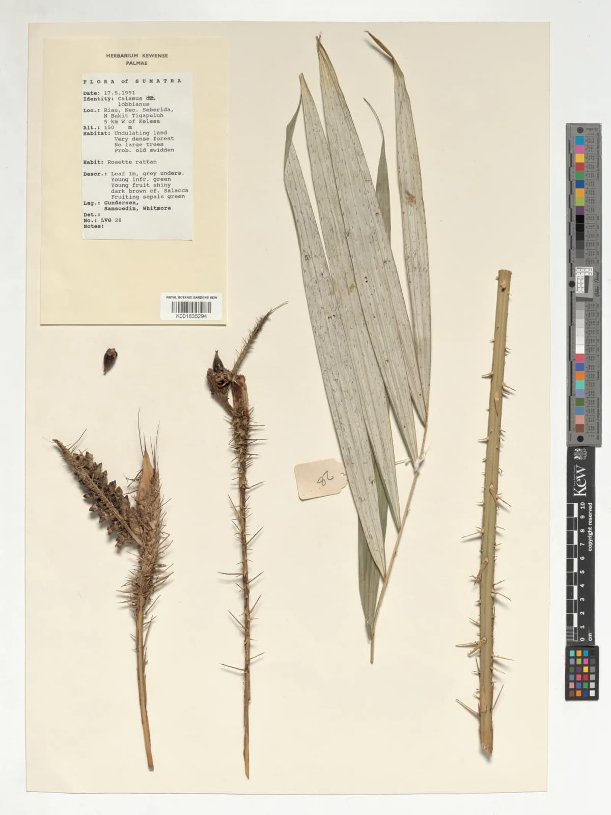 Botanical specimen of Calamus Lobbianus.