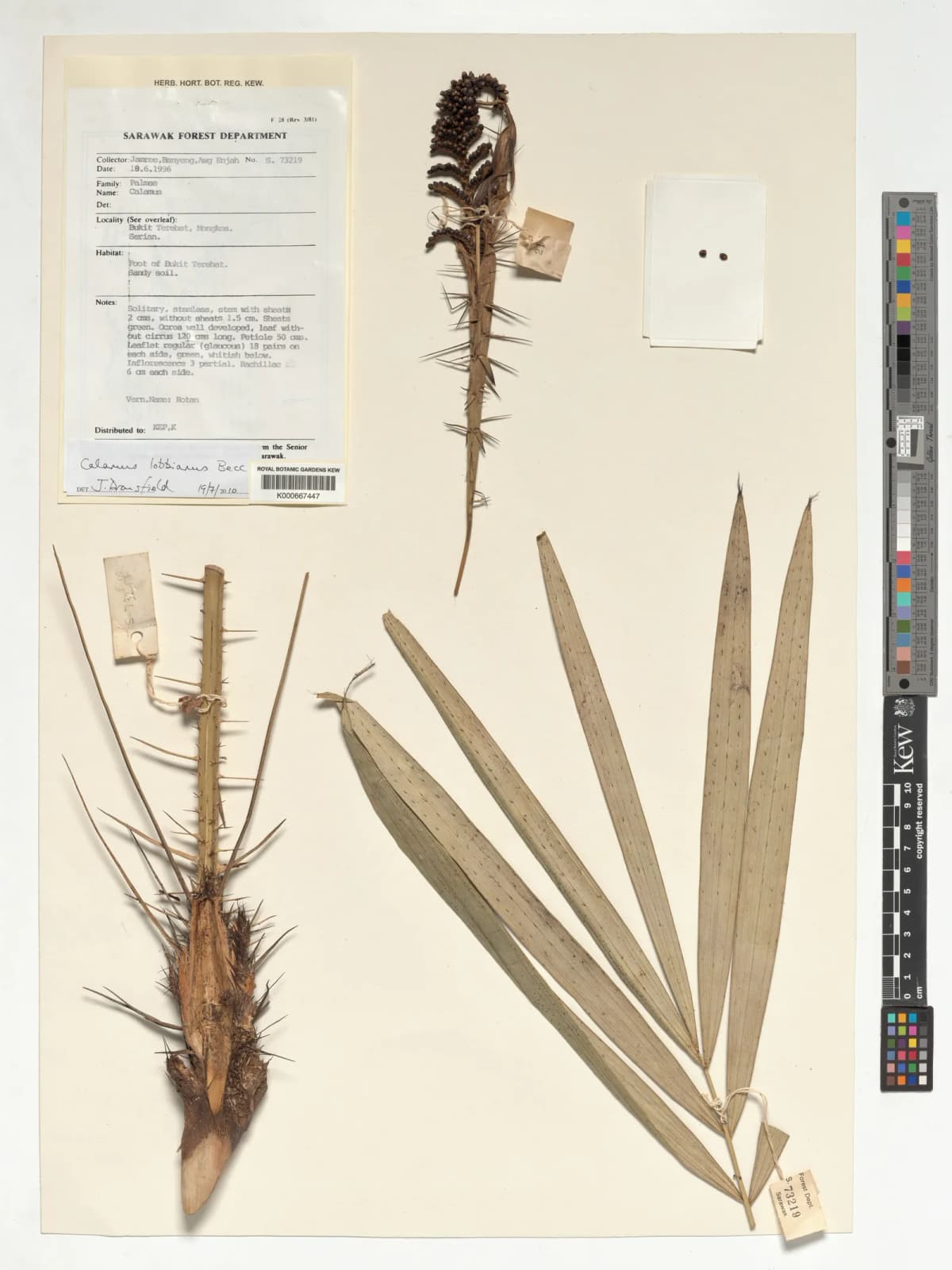 Botanical specimen of Calamus Lobbianus.