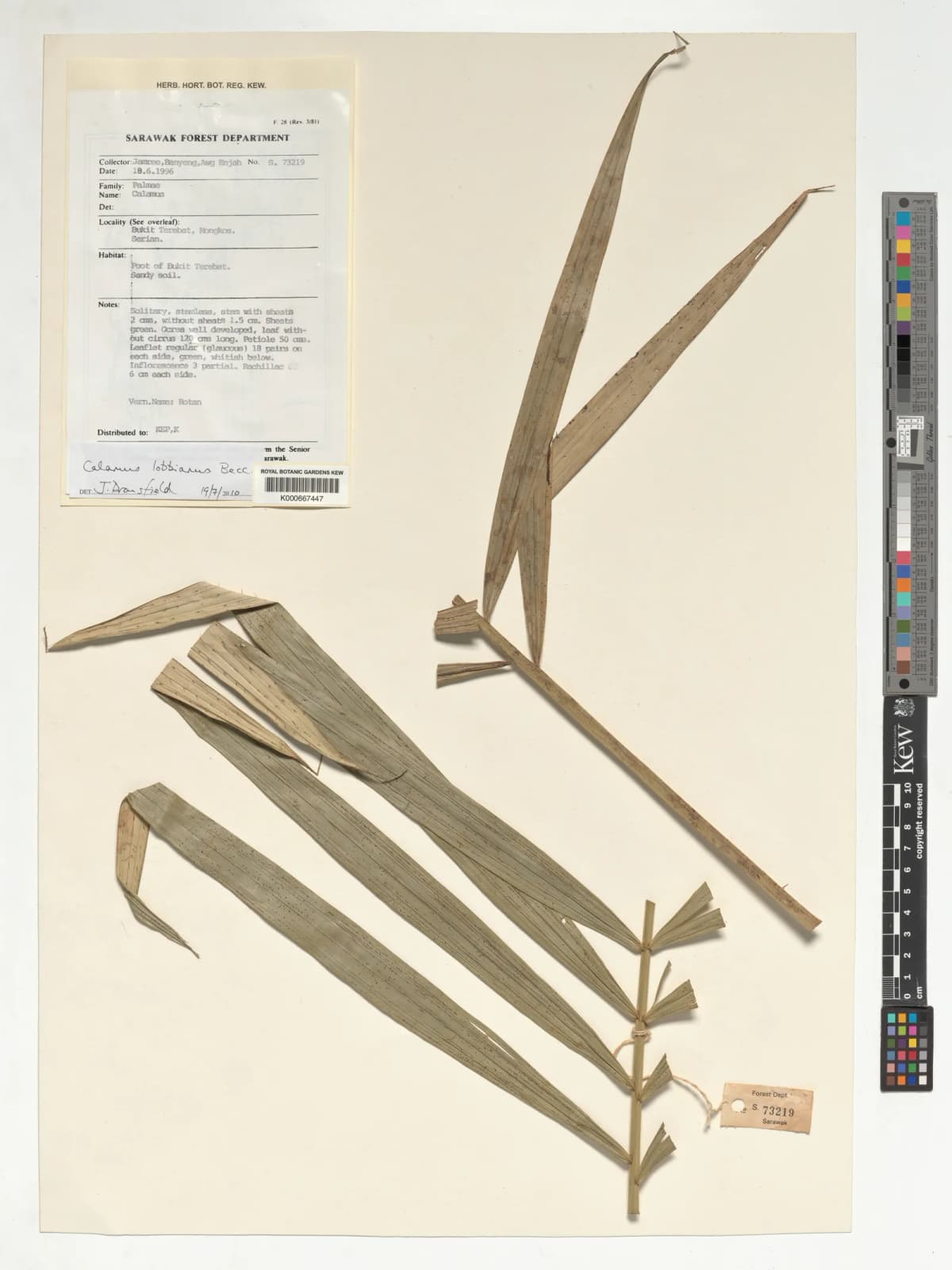 Botanical specimen of Calamus Lobbianus.