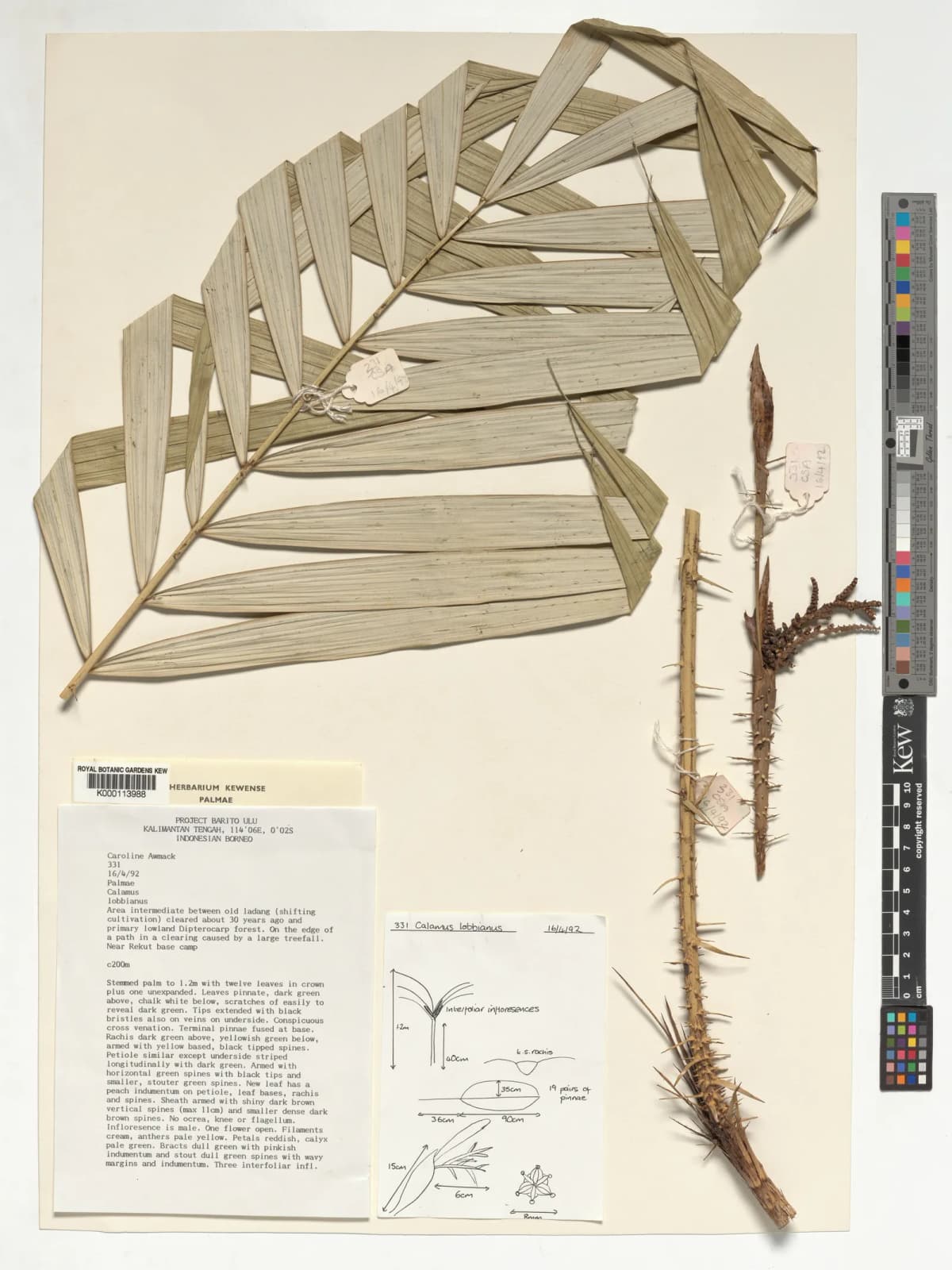 Botanical specimen of Calamus Lobbianus.