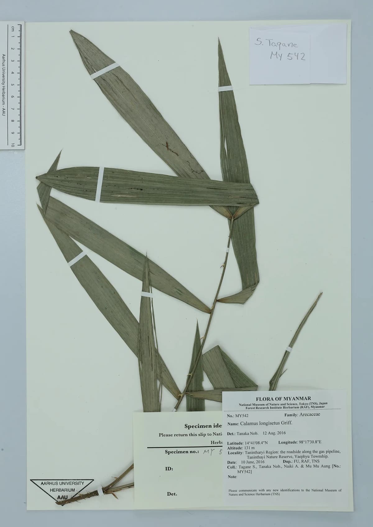 Botanical specimen of Calamus Longisetus.