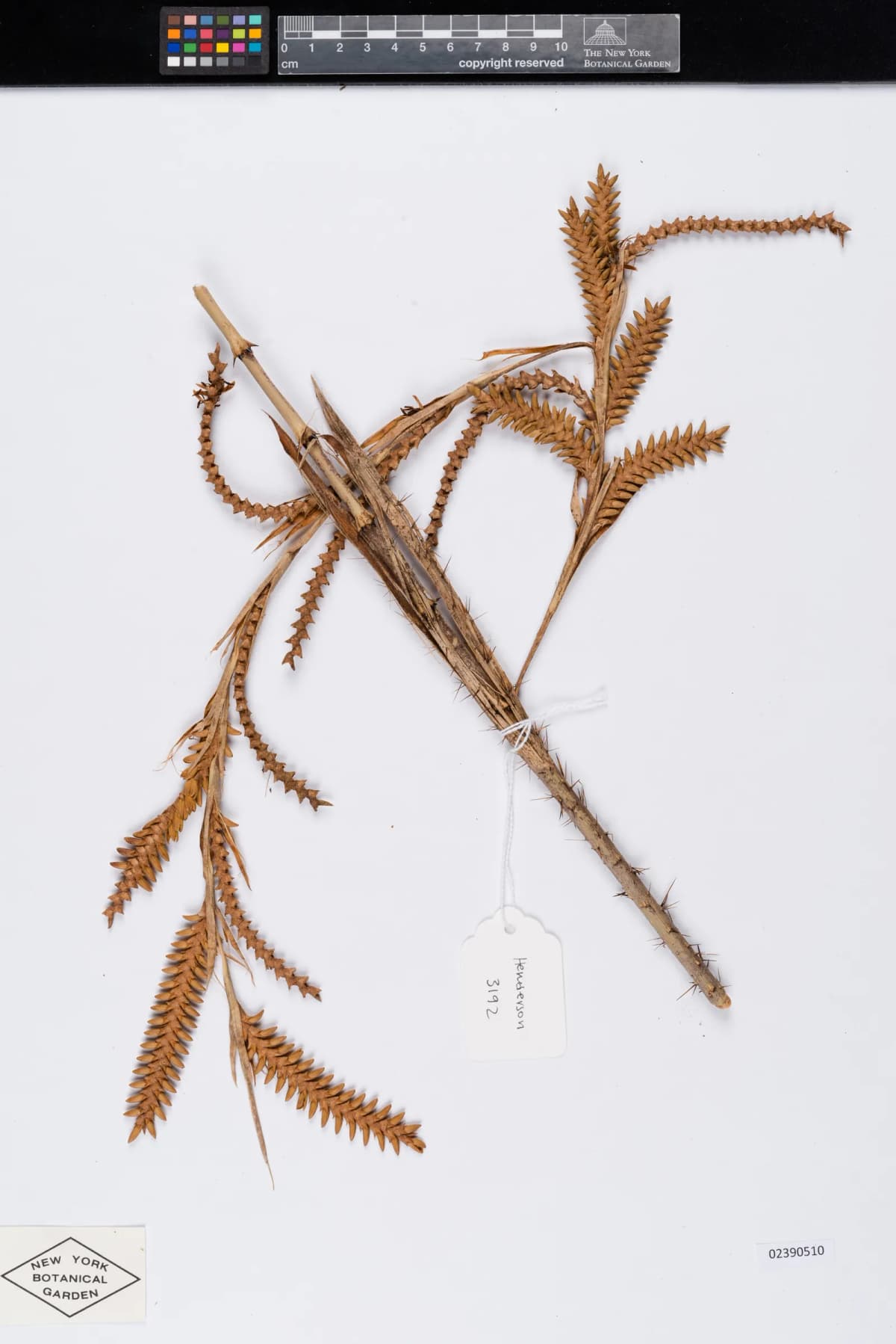 Botanical specimen of Calamus Longisetus.
