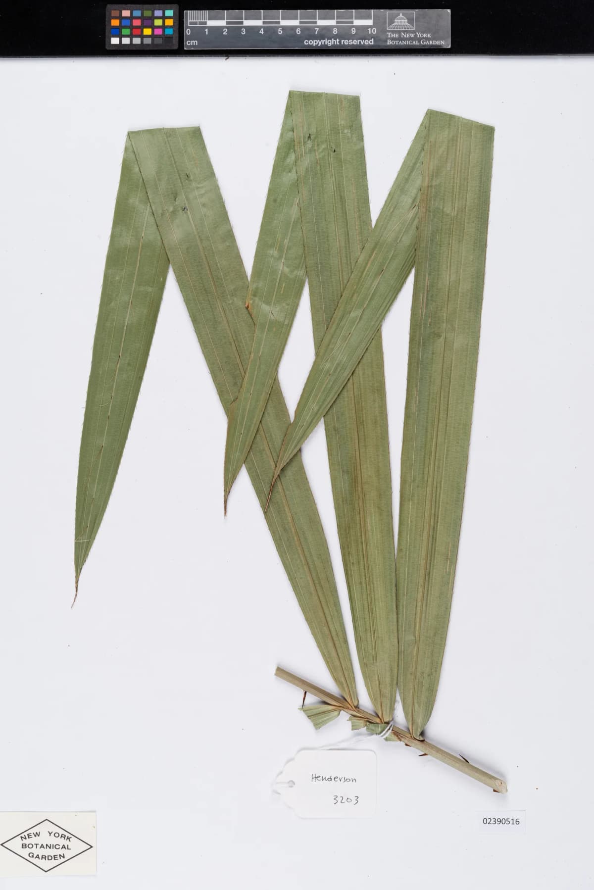Botanical specimen of Calamus Longisetus.