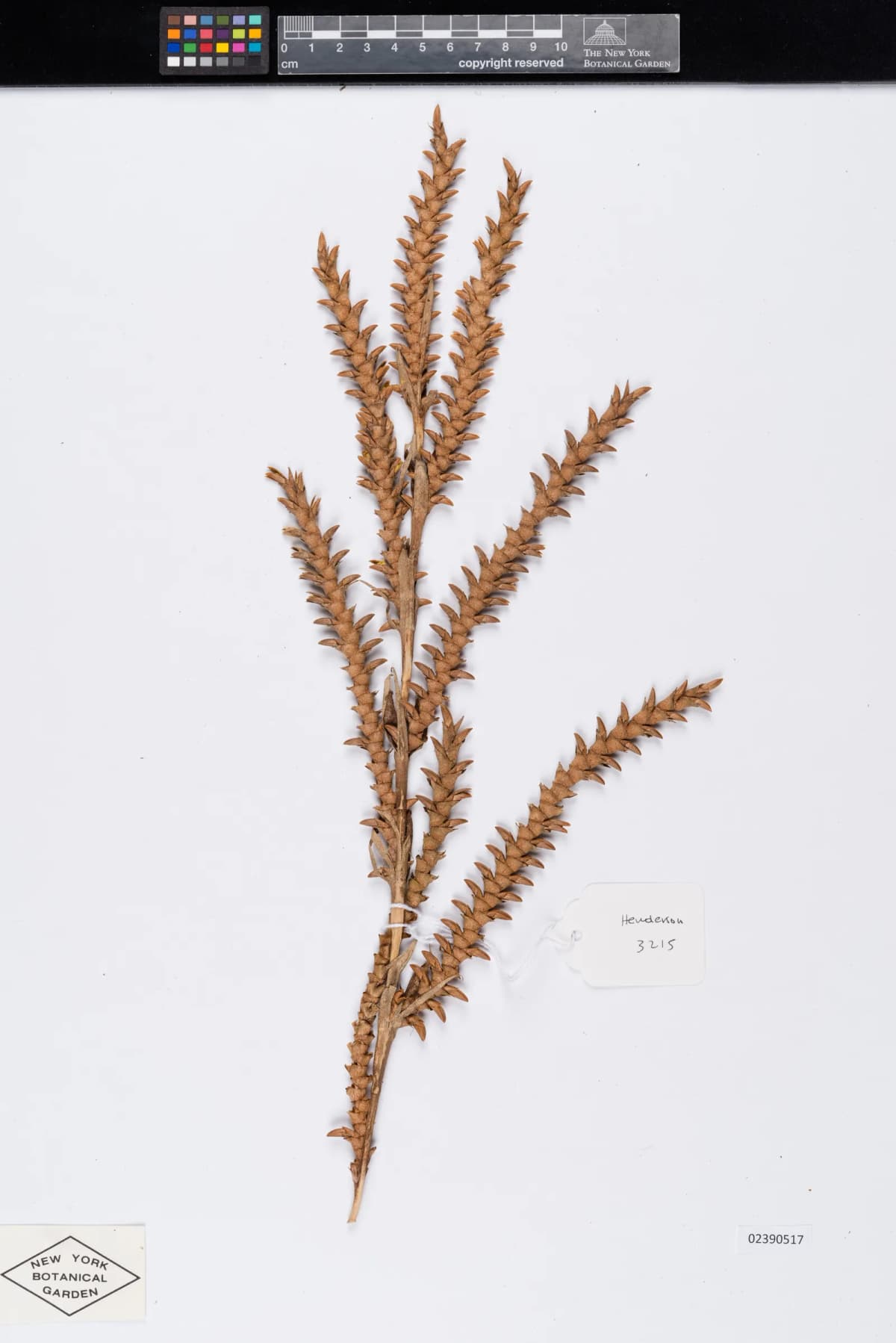 Botanical specimen of Calamus Longisetus.
