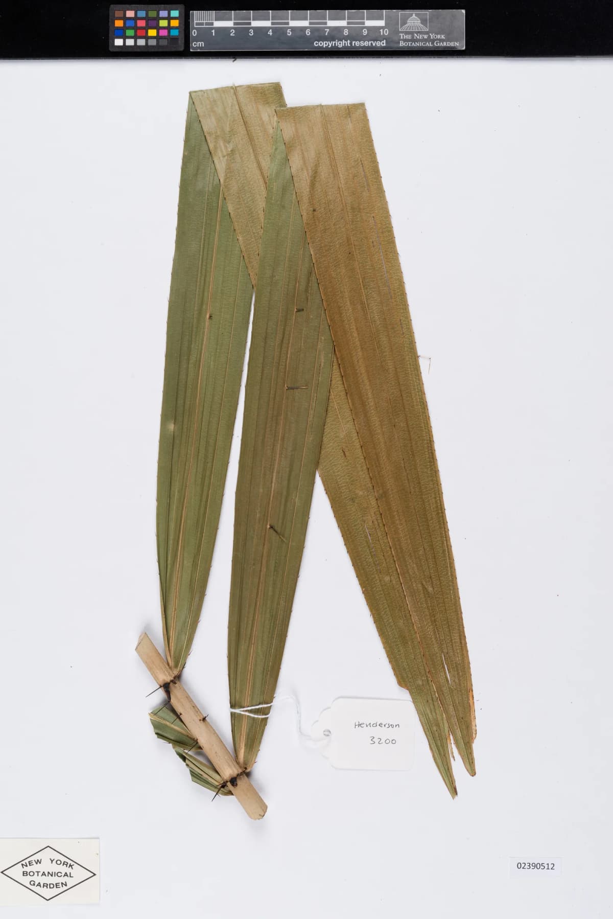 Botanical specimen of Calamus Longisetus.