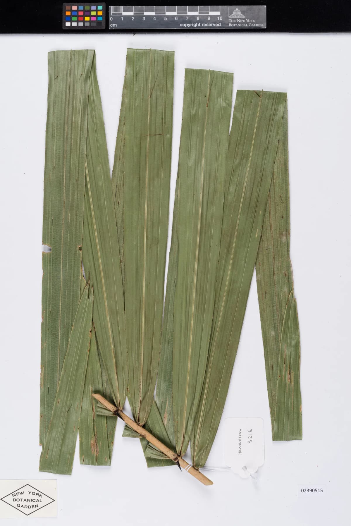 Botanical specimen of Calamus Longisetus.