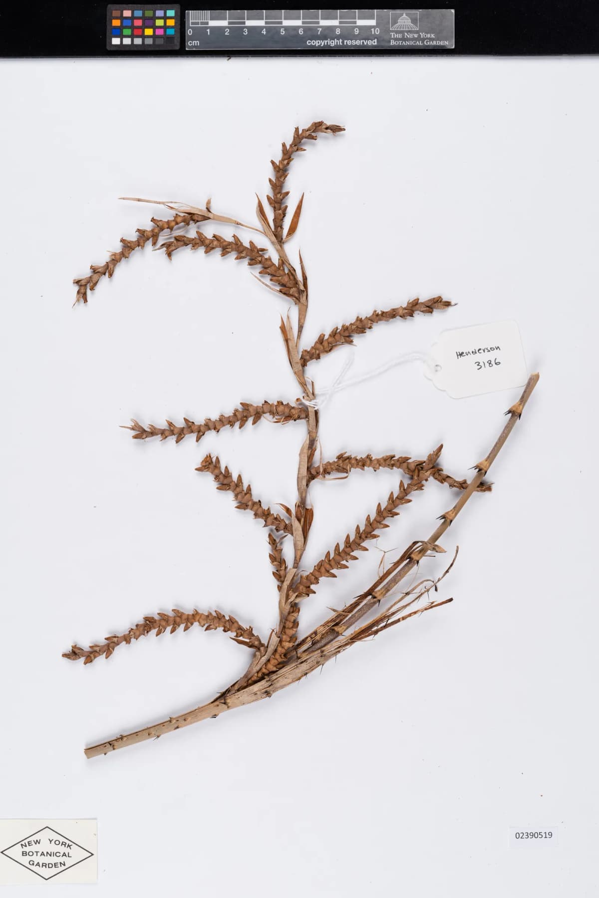 Botanical specimen of Calamus Longisetus.