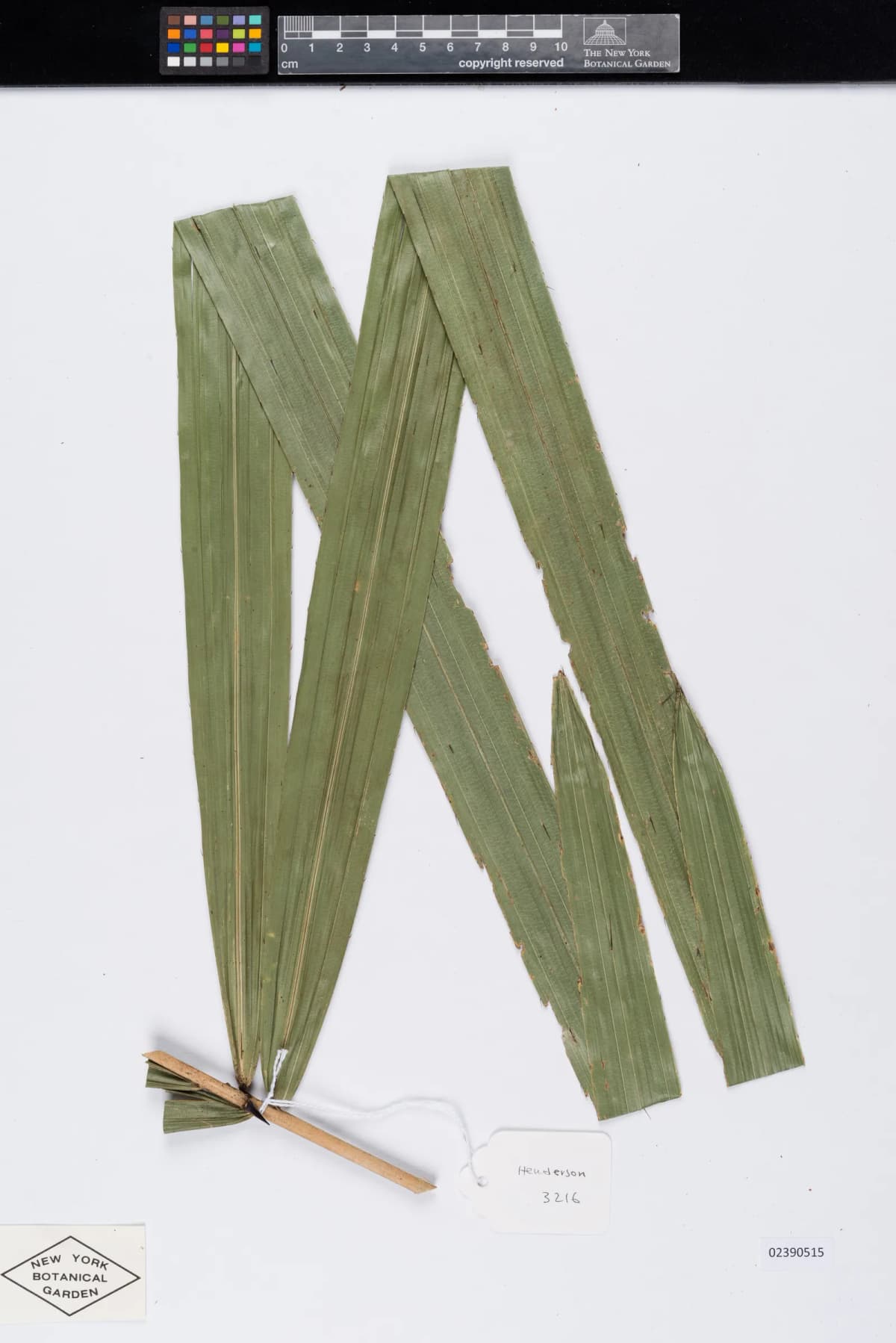Botanical specimen of Calamus Longisetus.