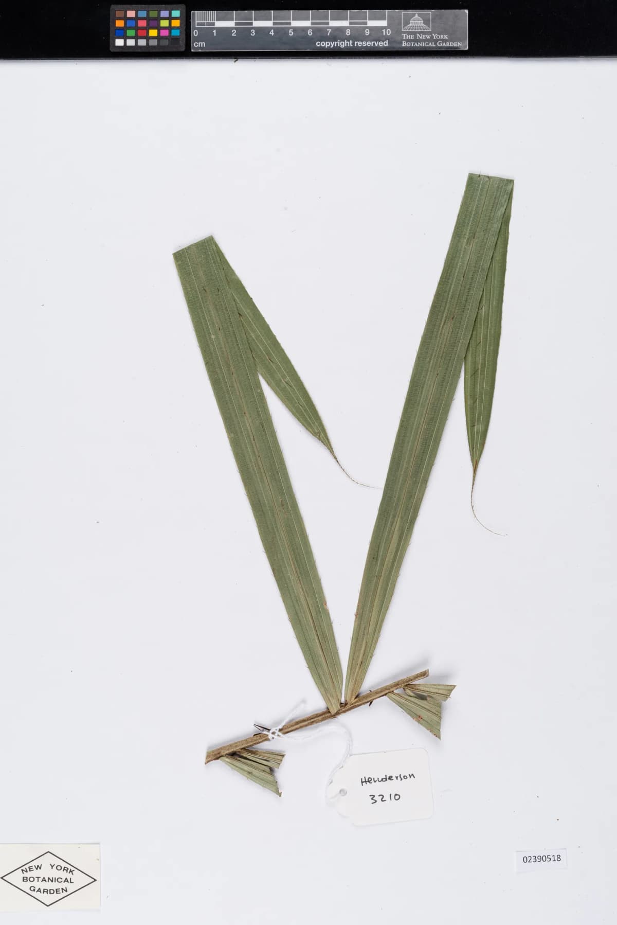 Botanical specimen of Calamus Longisetus.