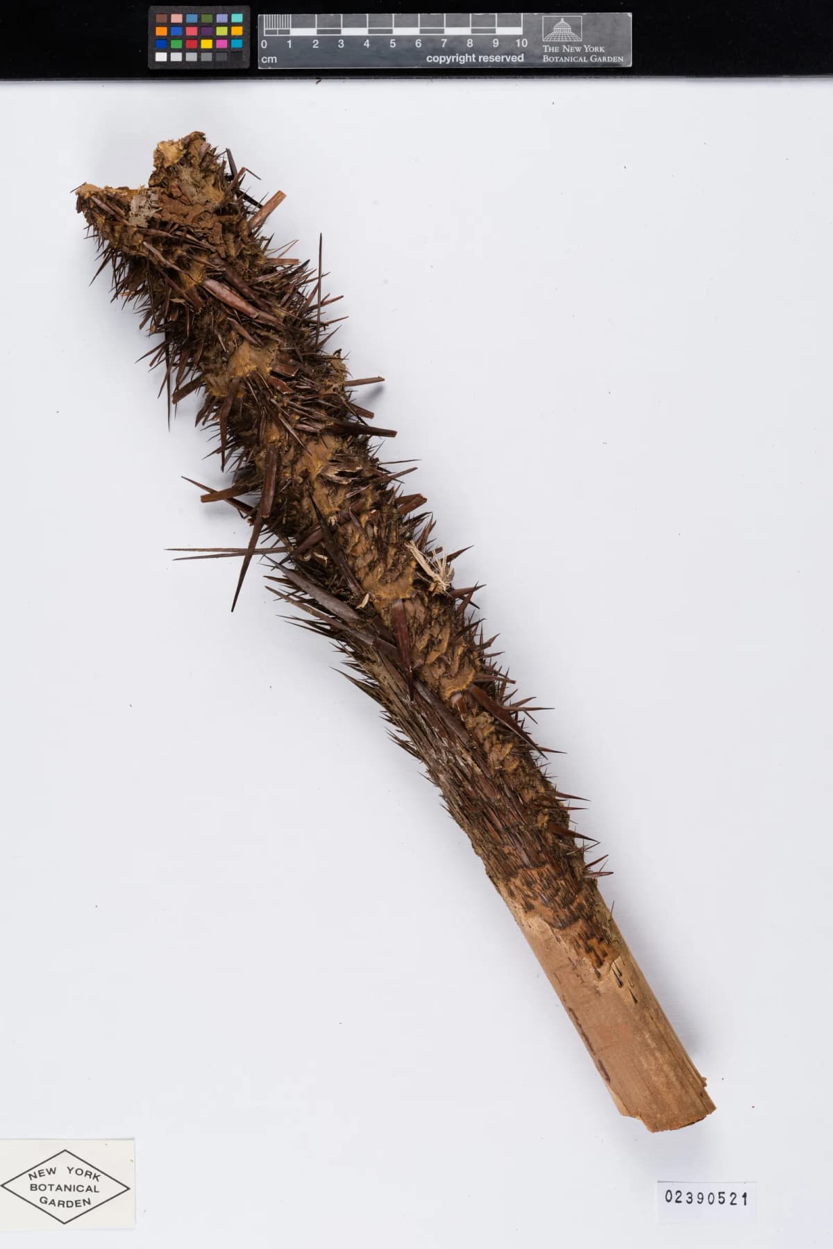Botanical specimen of Calamus Longisetus.