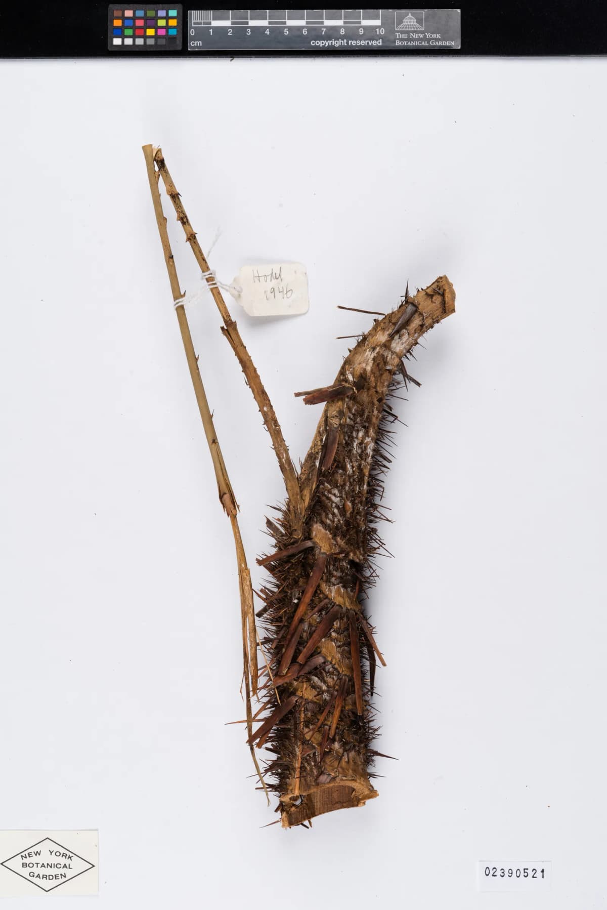 Botanical specimen of Calamus Longisetus.