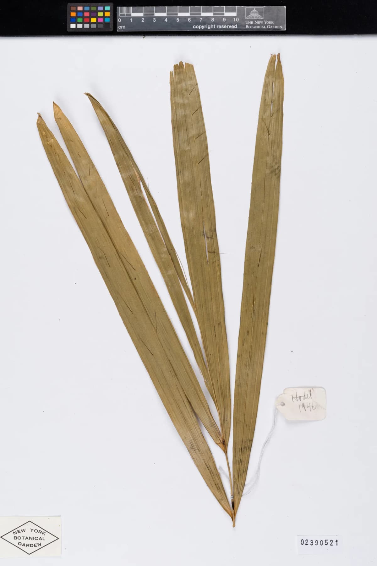 Botanical specimen of Calamus Longisetus.