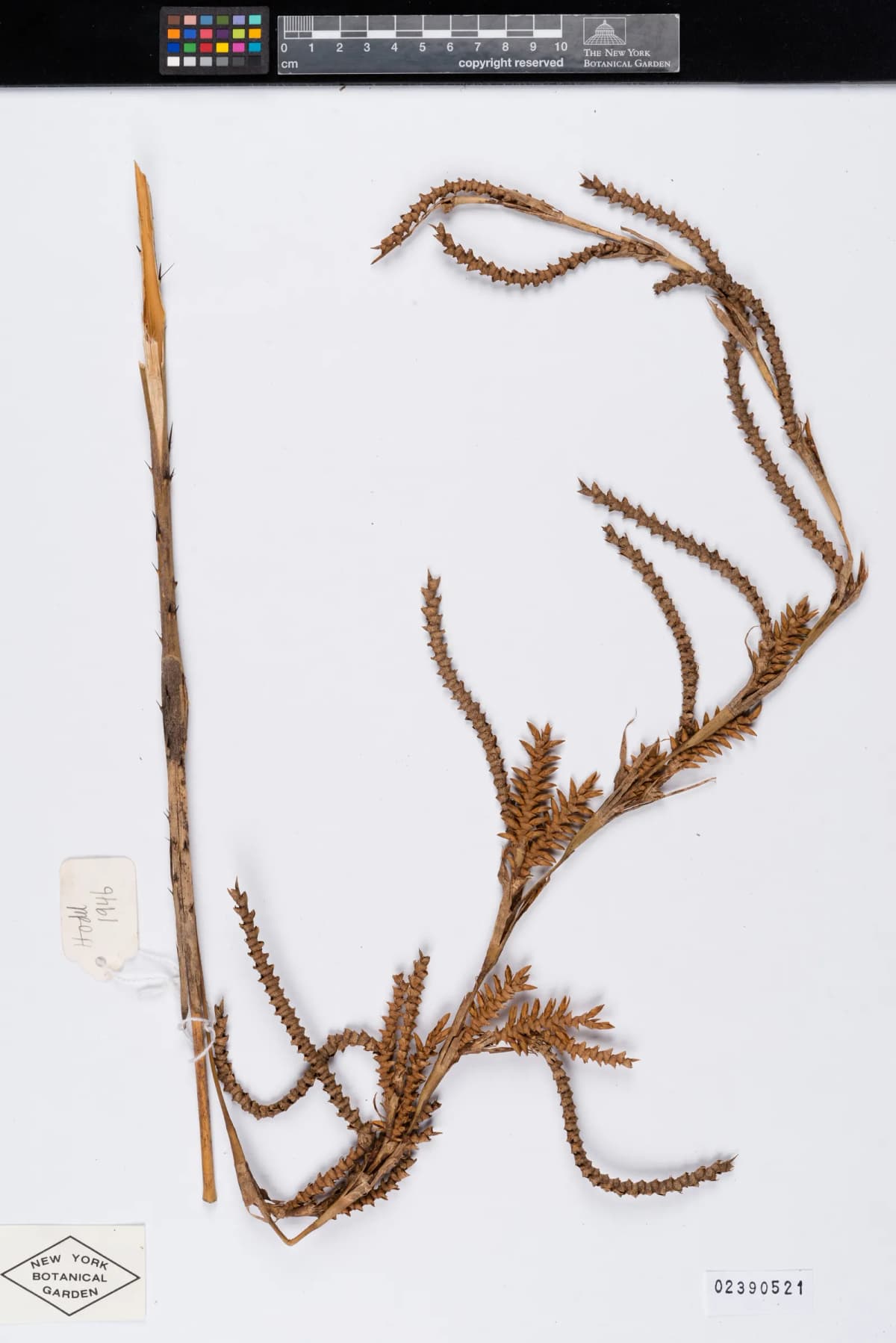 Botanical specimen of Calamus Longisetus.