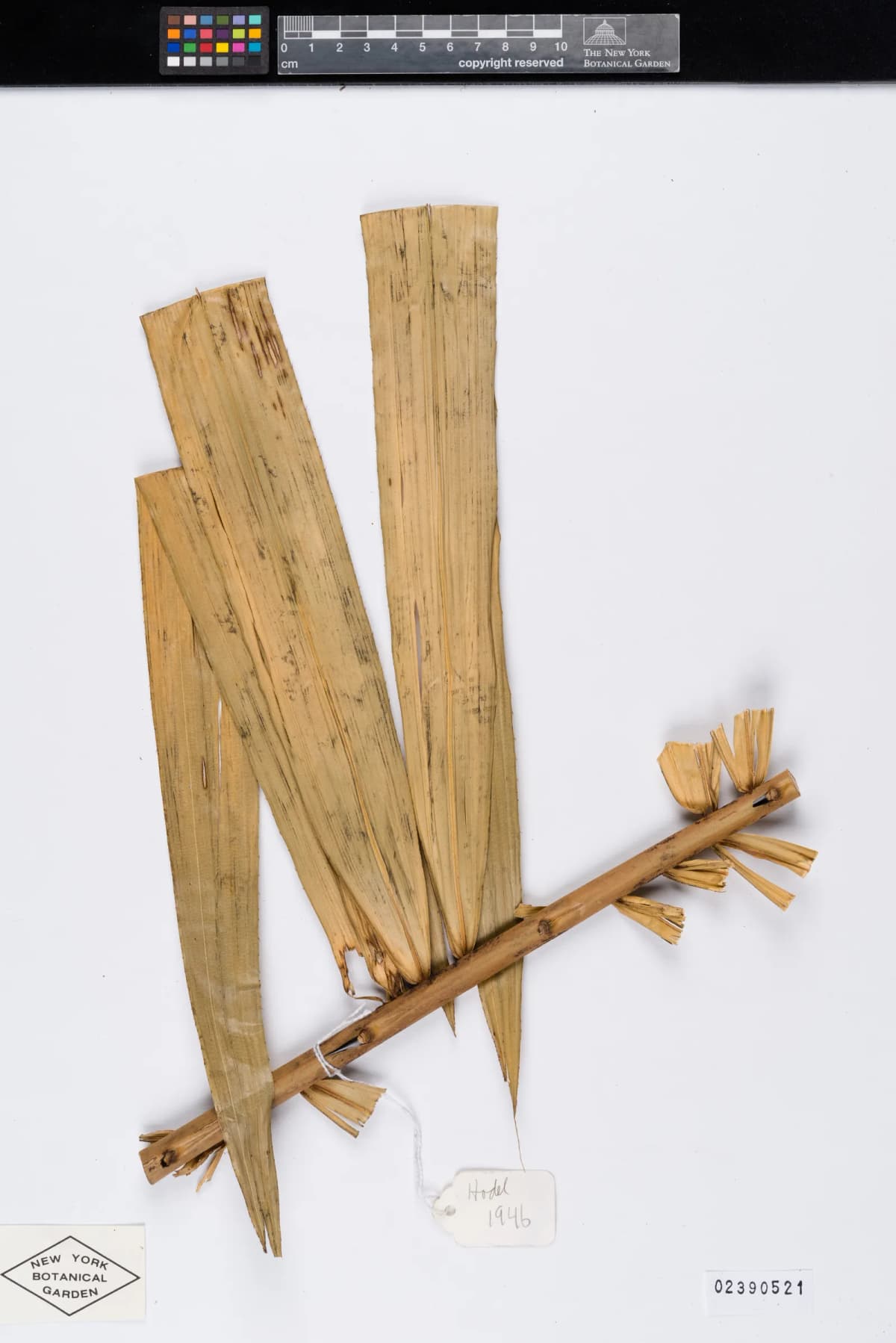 Botanical specimen of Calamus Longisetus.
