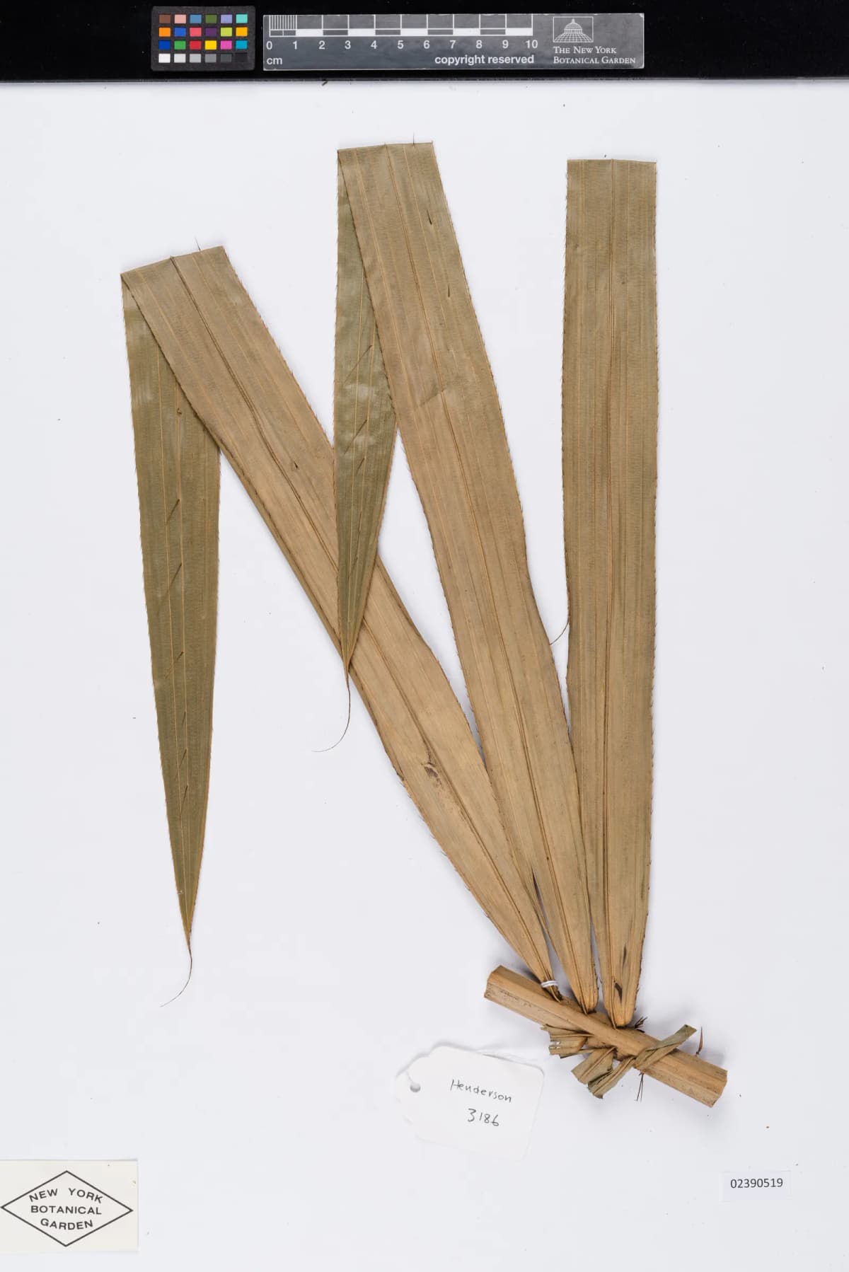 Botanical specimen of Calamus Longisetus.