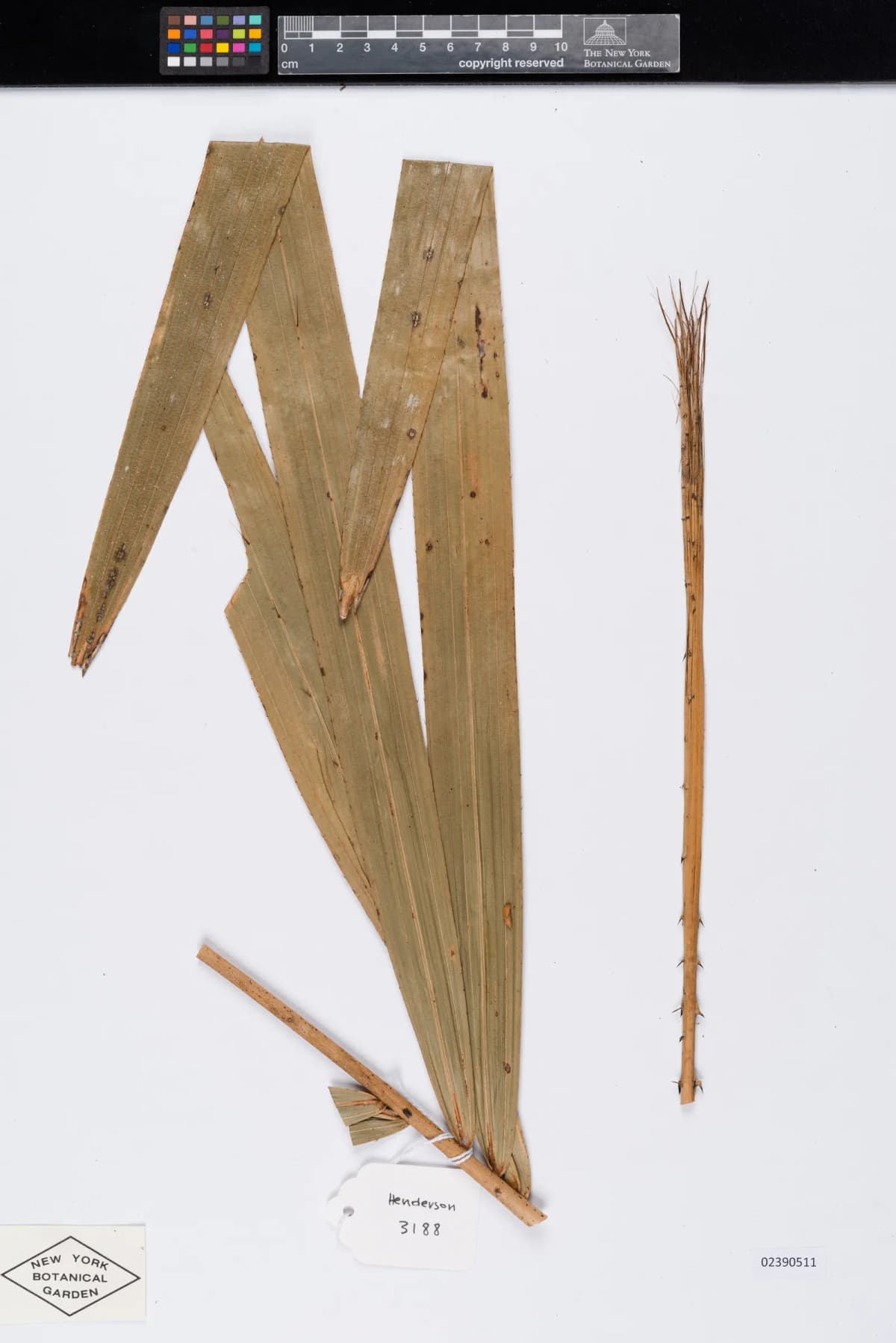Botanical specimen of Calamus Longisetus.