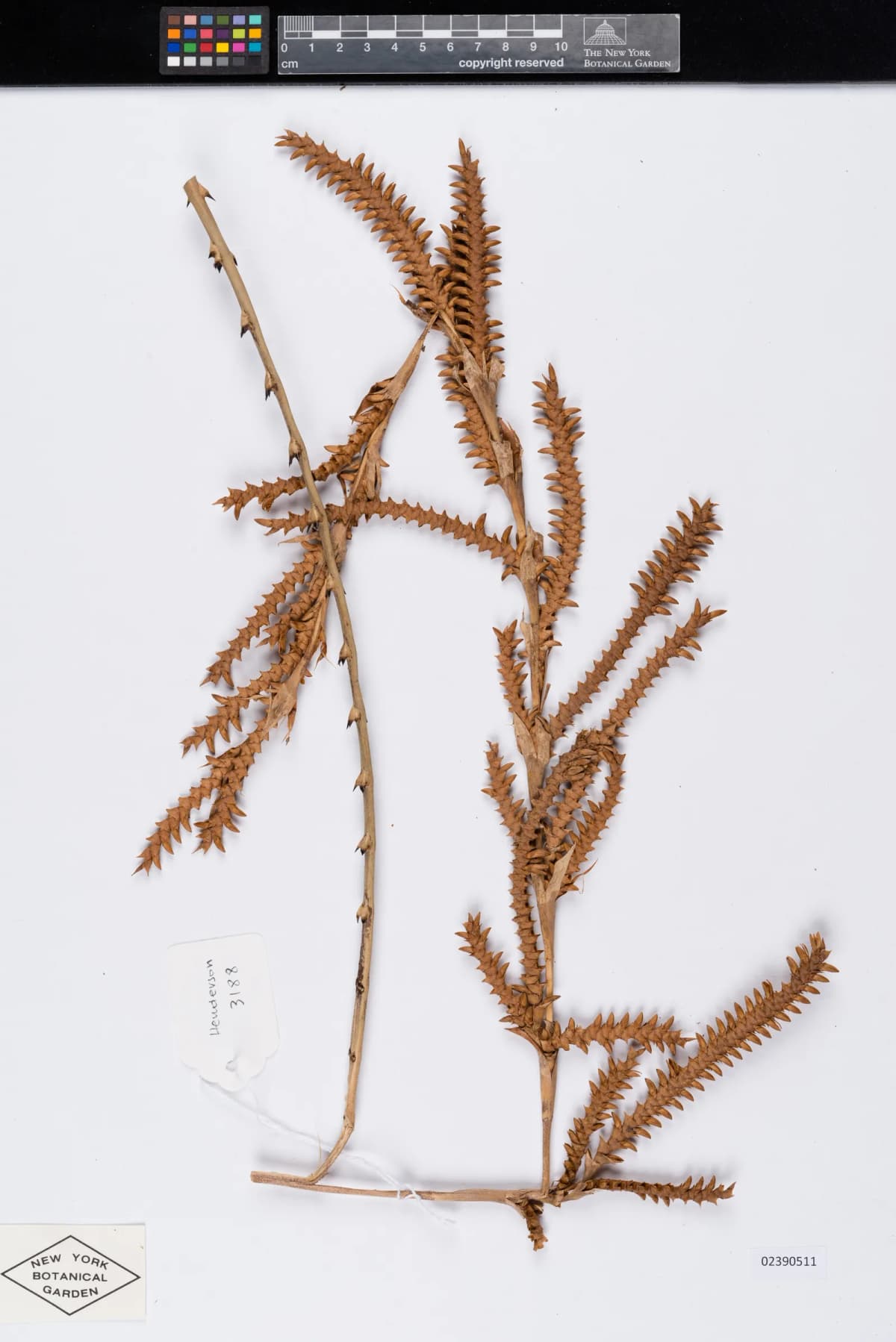 Botanical specimen of Calamus Longisetus.