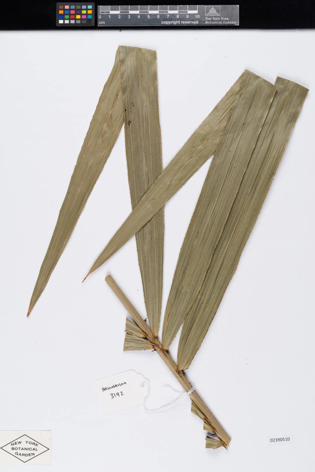 Botanical specimen of Calamus Longisetus.