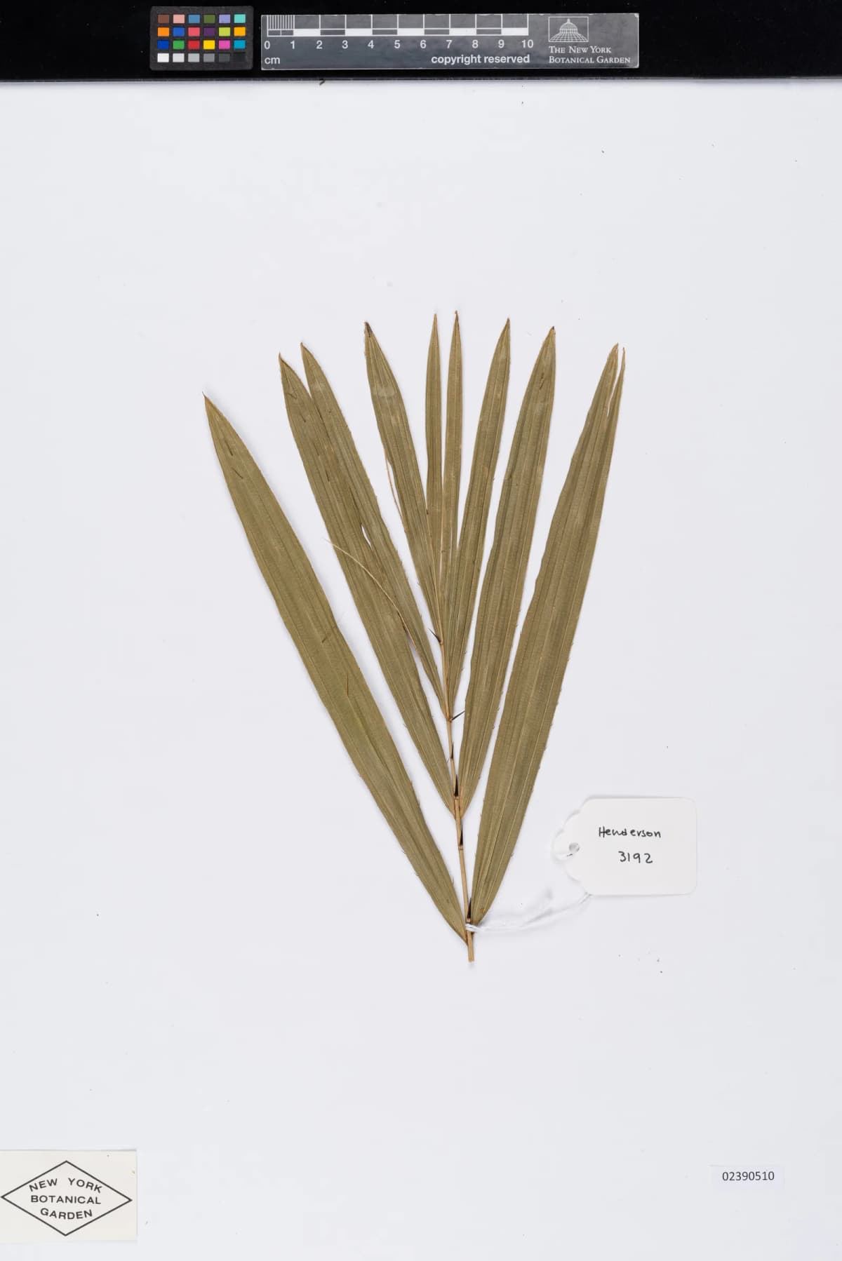 Botanical specimen of Calamus Longisetus.