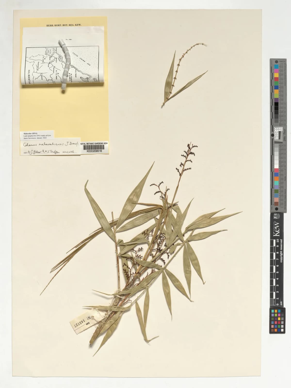 Botanical specimen of Calamus Malawaliensis.