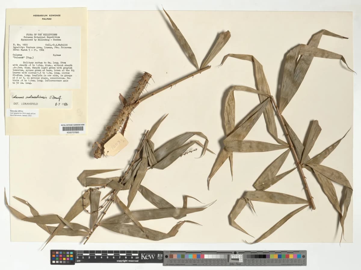 Botanical specimen of Calamus Malawaliensis.
