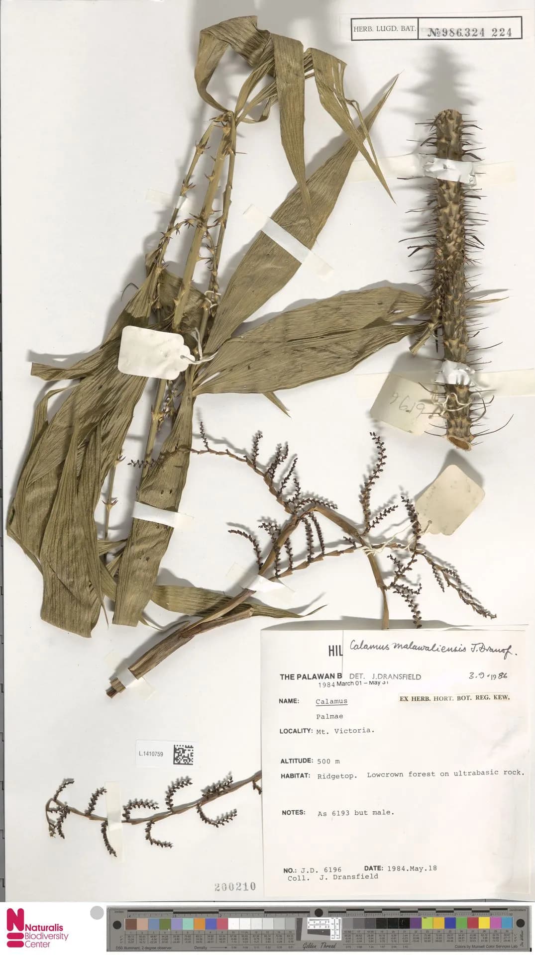 Botanical specimen of Calamus Malawaliensis.