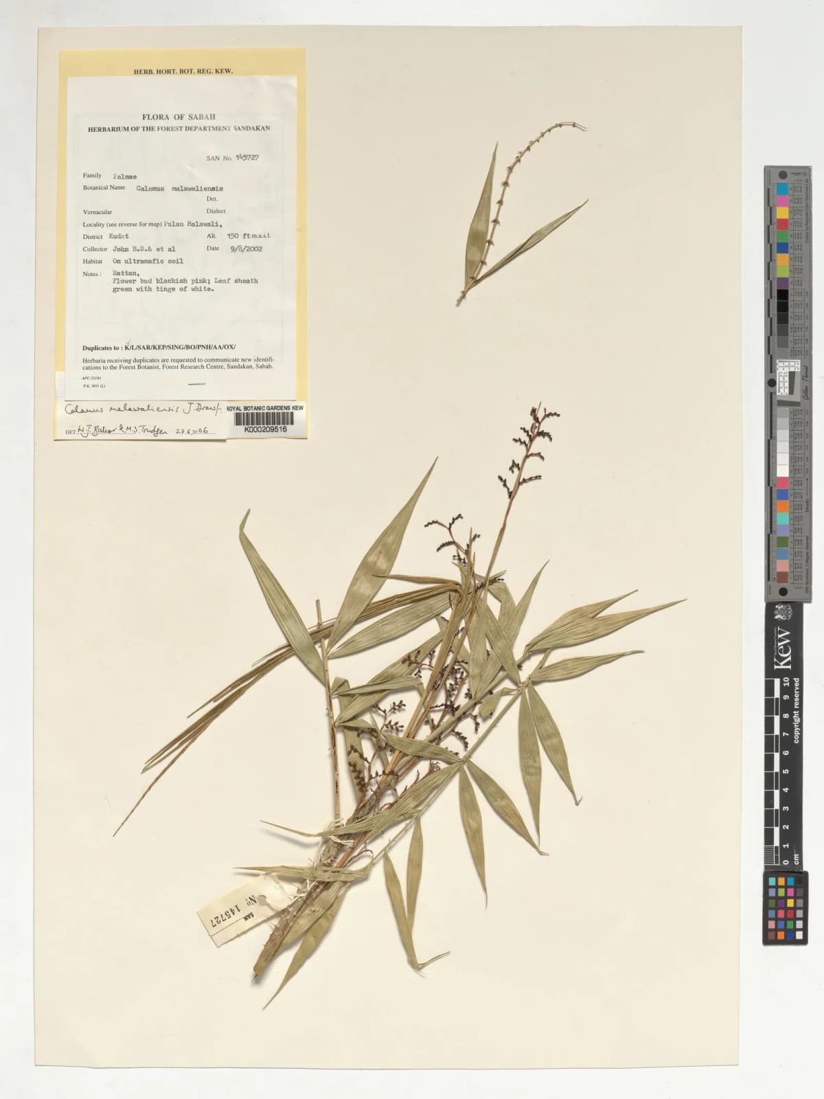 Botanical specimen of Calamus Malawaliensis.