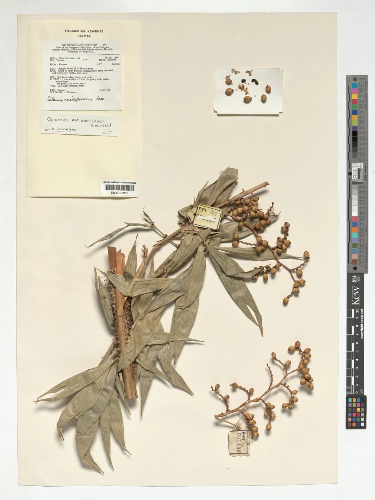 Botanical specimen of Calamus Malawaliensis.