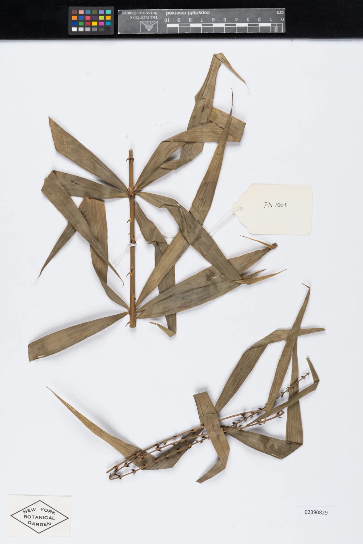 Botanical specimen of Calamus Malawaliensis.