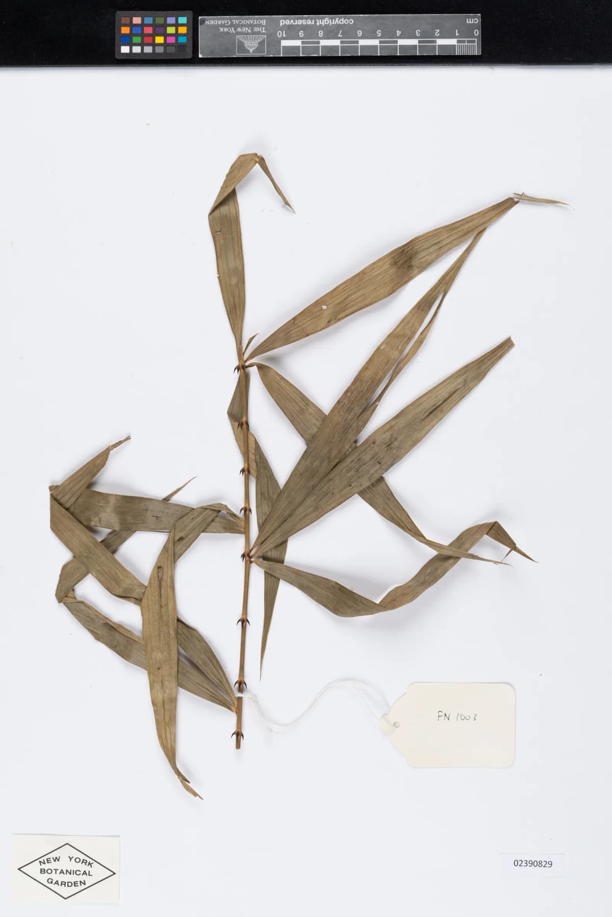 Botanical specimen of Calamus Malawaliensis.