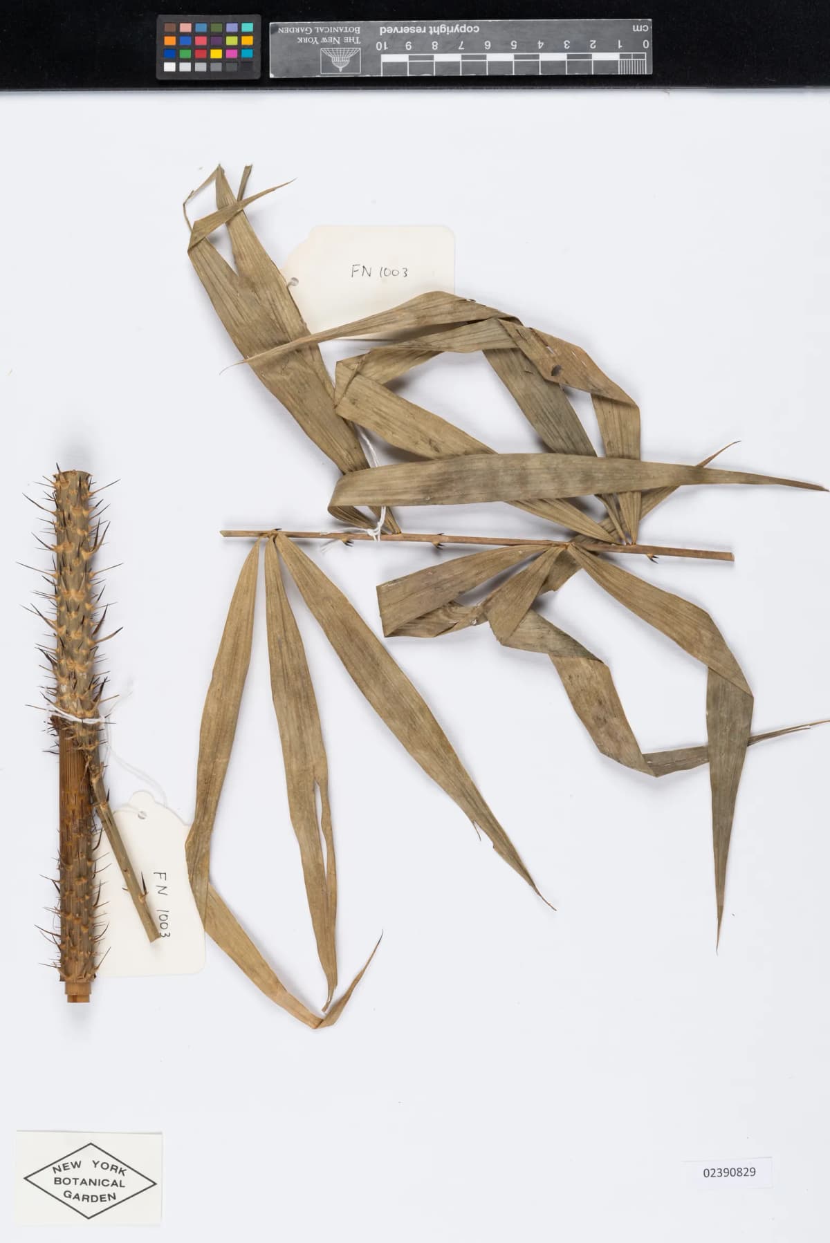Botanical specimen of Calamus Malawaliensis.