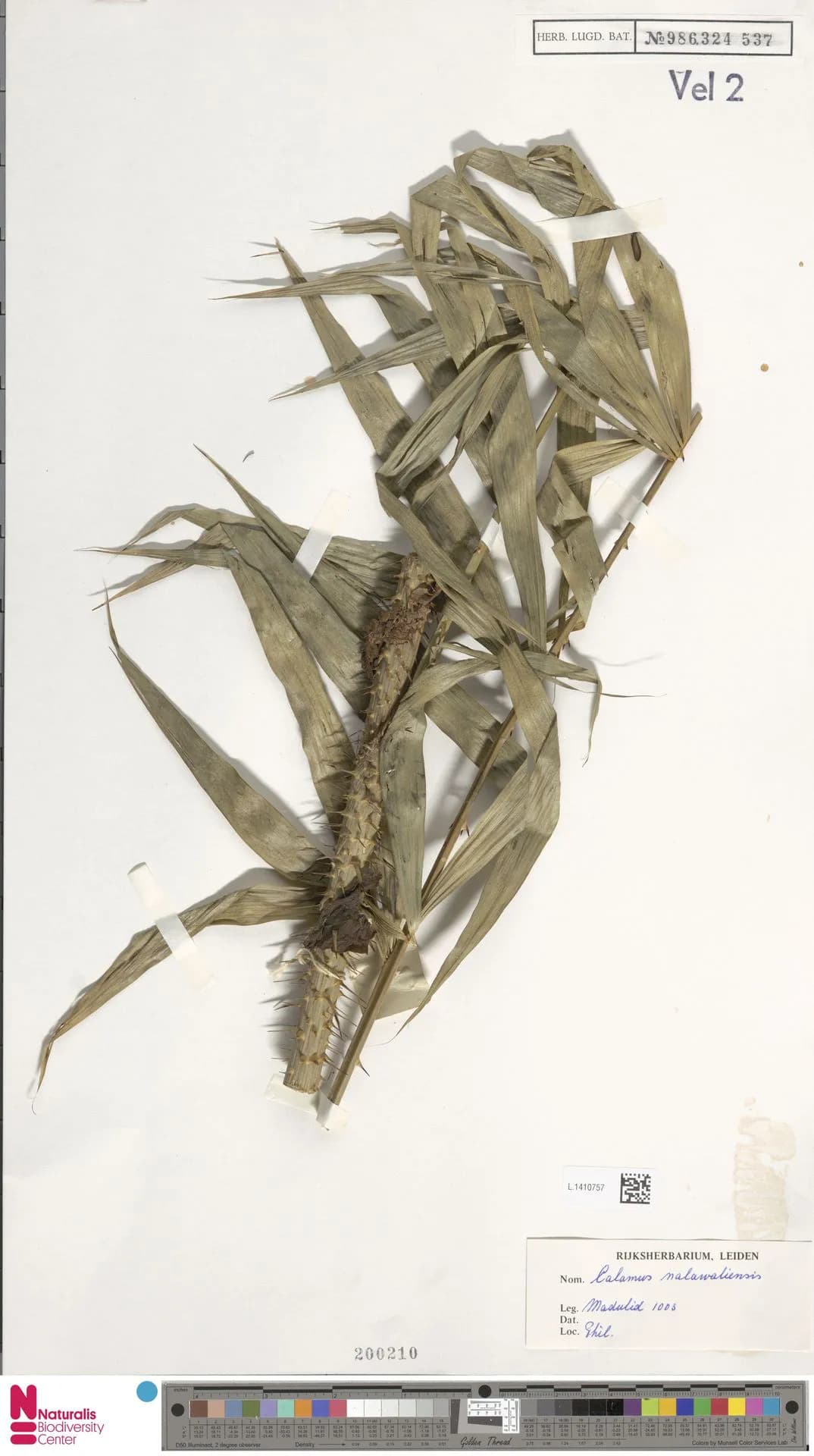 Botanical specimen of Calamus Malawaliensis.