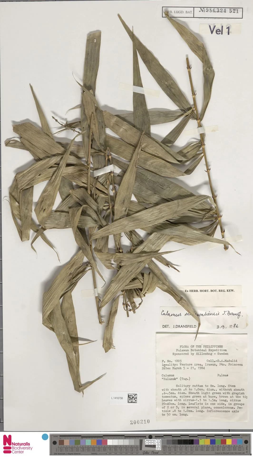 Botanical specimen of Calamus Malawaliensis.