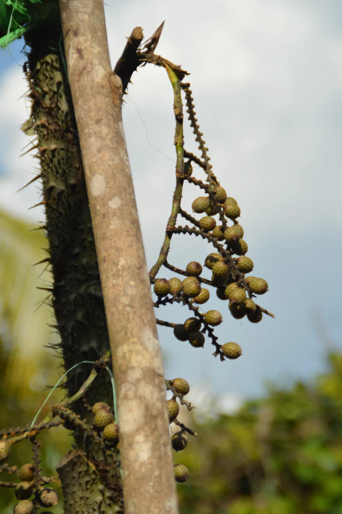Botanical specimen of Calamus Manan.