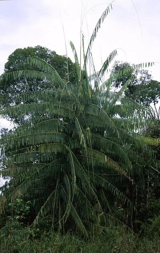 Botanical specimen of Calamus Manan.