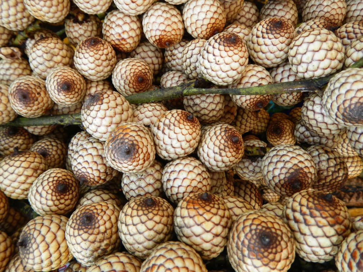 Botanical specimen of Calamus Manillensis.