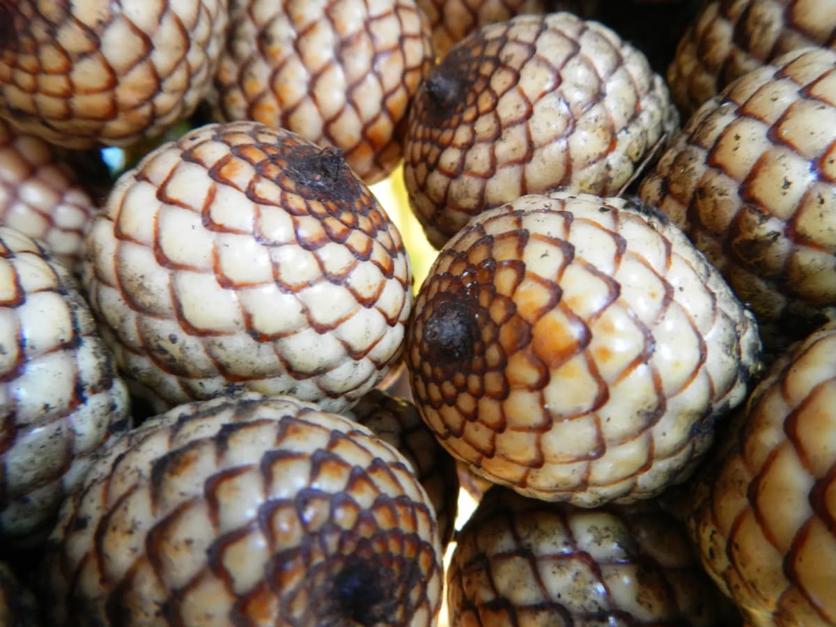 Botanical specimen of Calamus Manillensis.