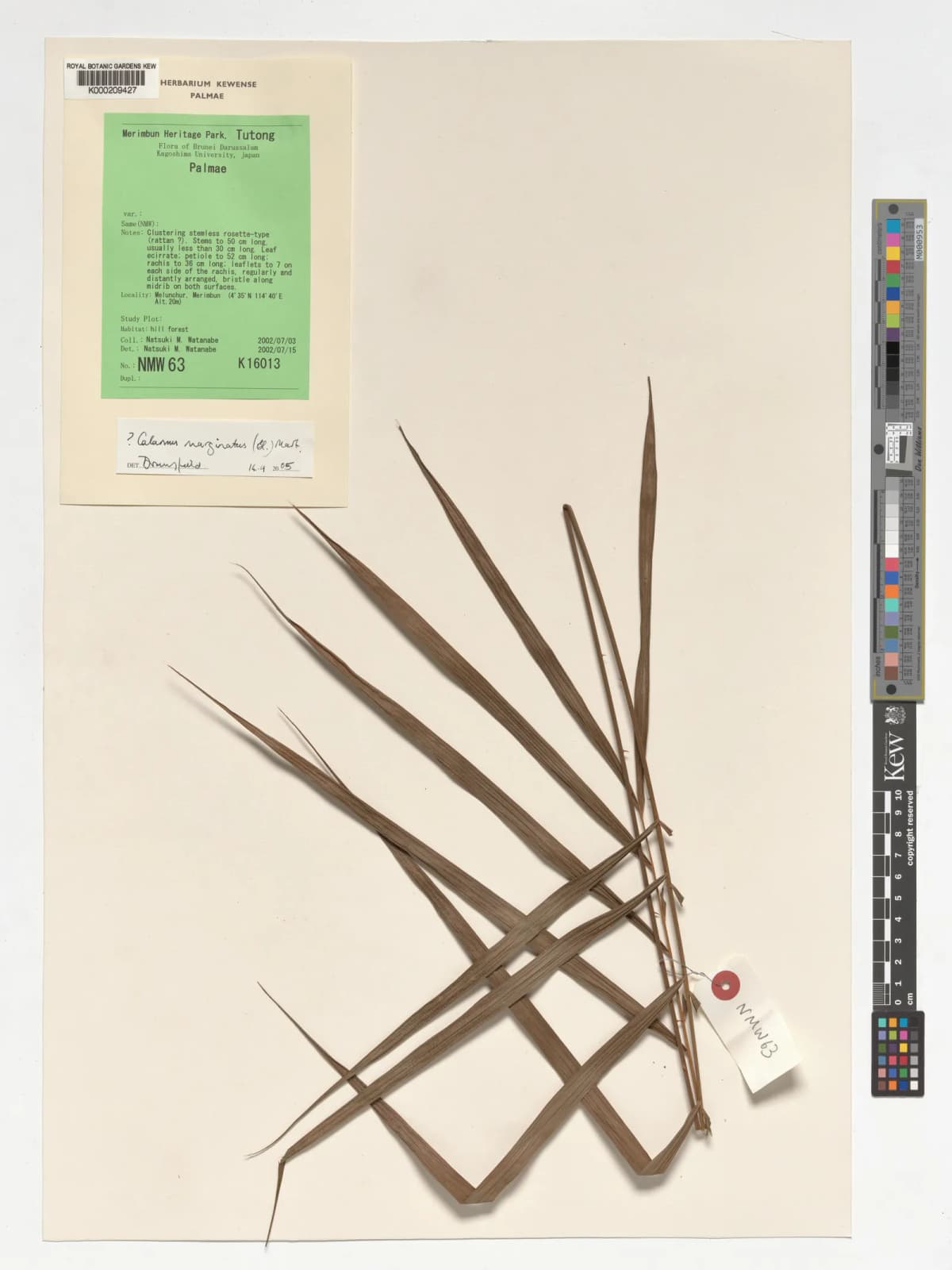 Botanical specimen of Calamus Marginatus.