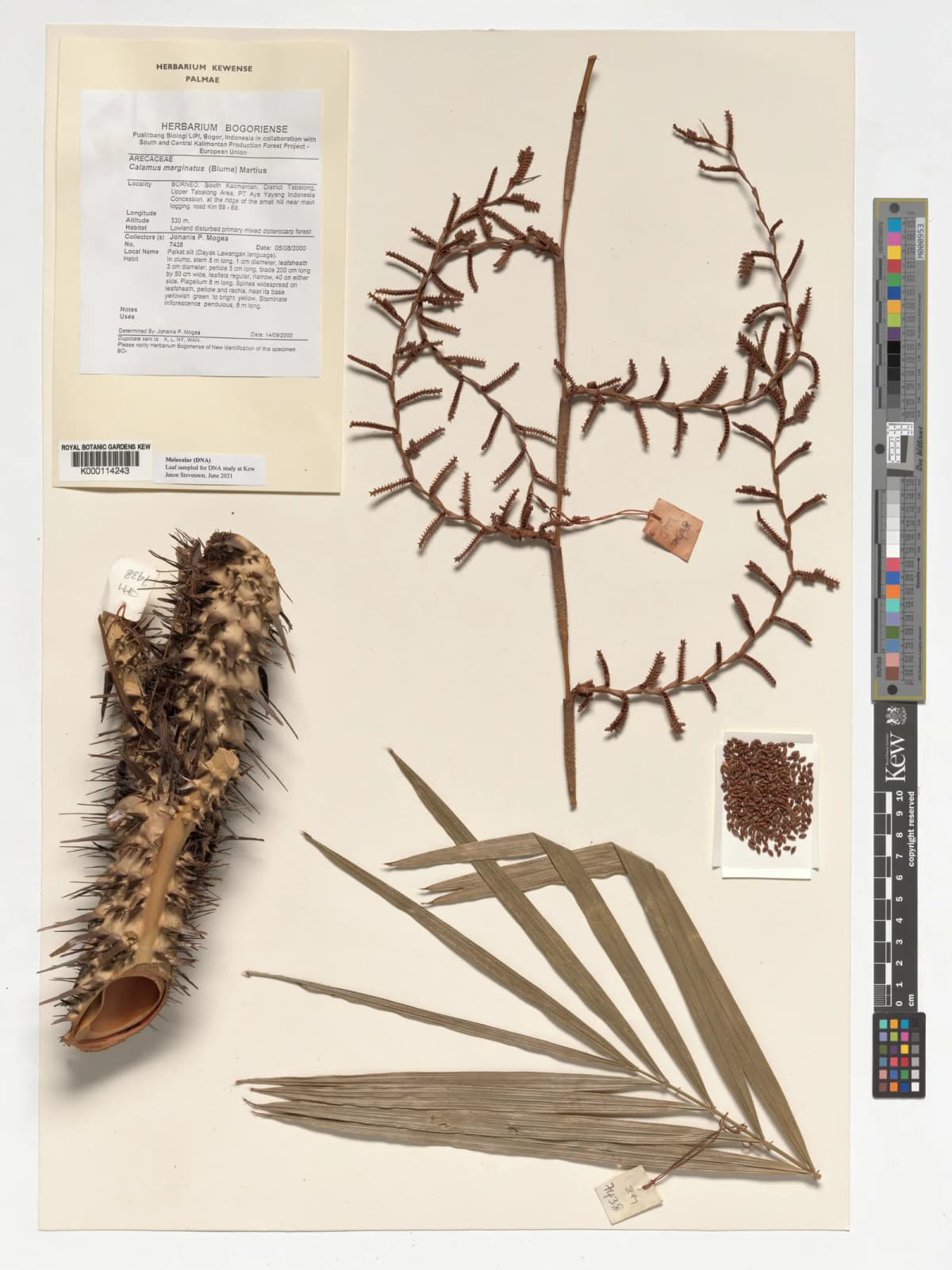 Botanical specimen of Calamus Marginatus.