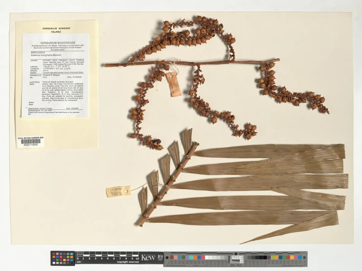Botanical specimen of Calamus Marginatus.