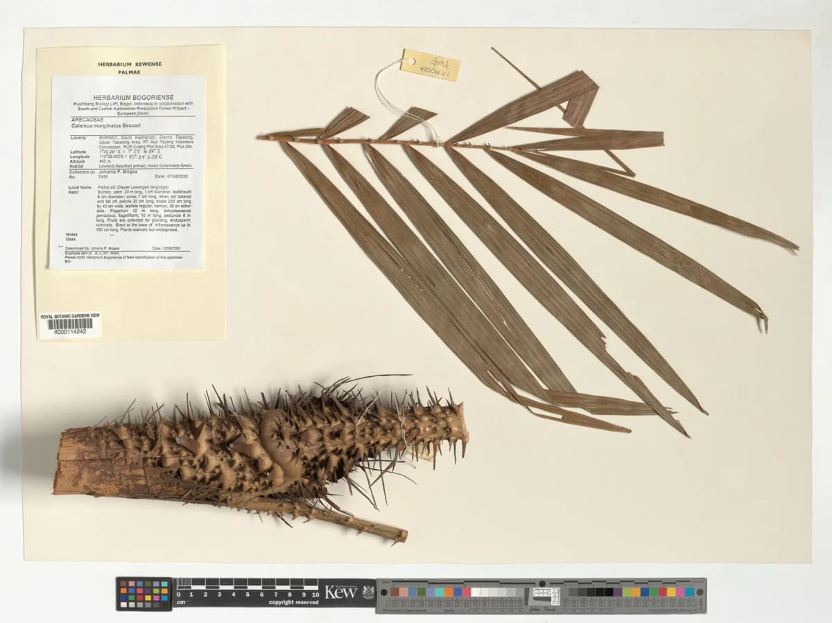 Botanical specimen of Calamus Marginatus.