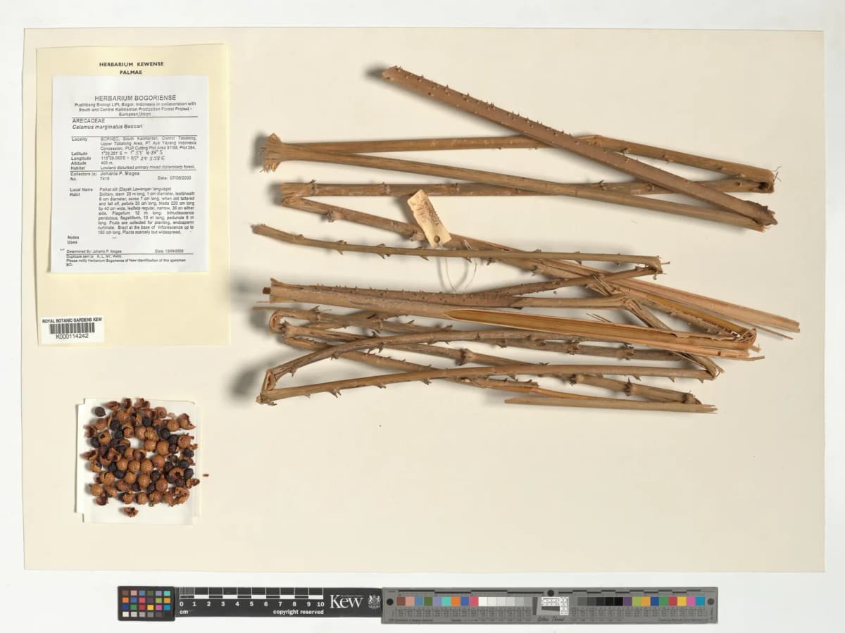 Botanical specimen of Calamus Marginatus.