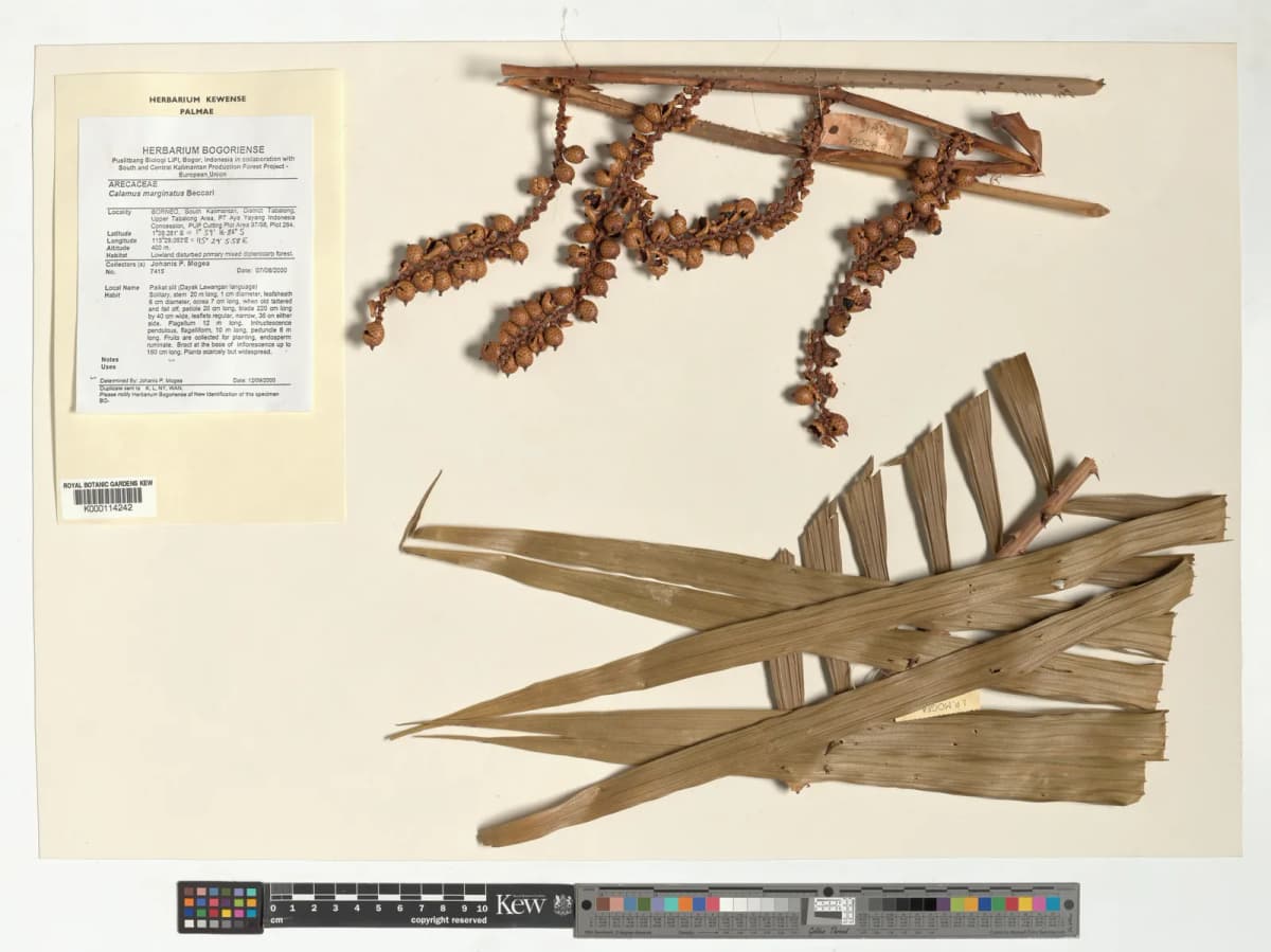 Botanical specimen of Calamus Marginatus.