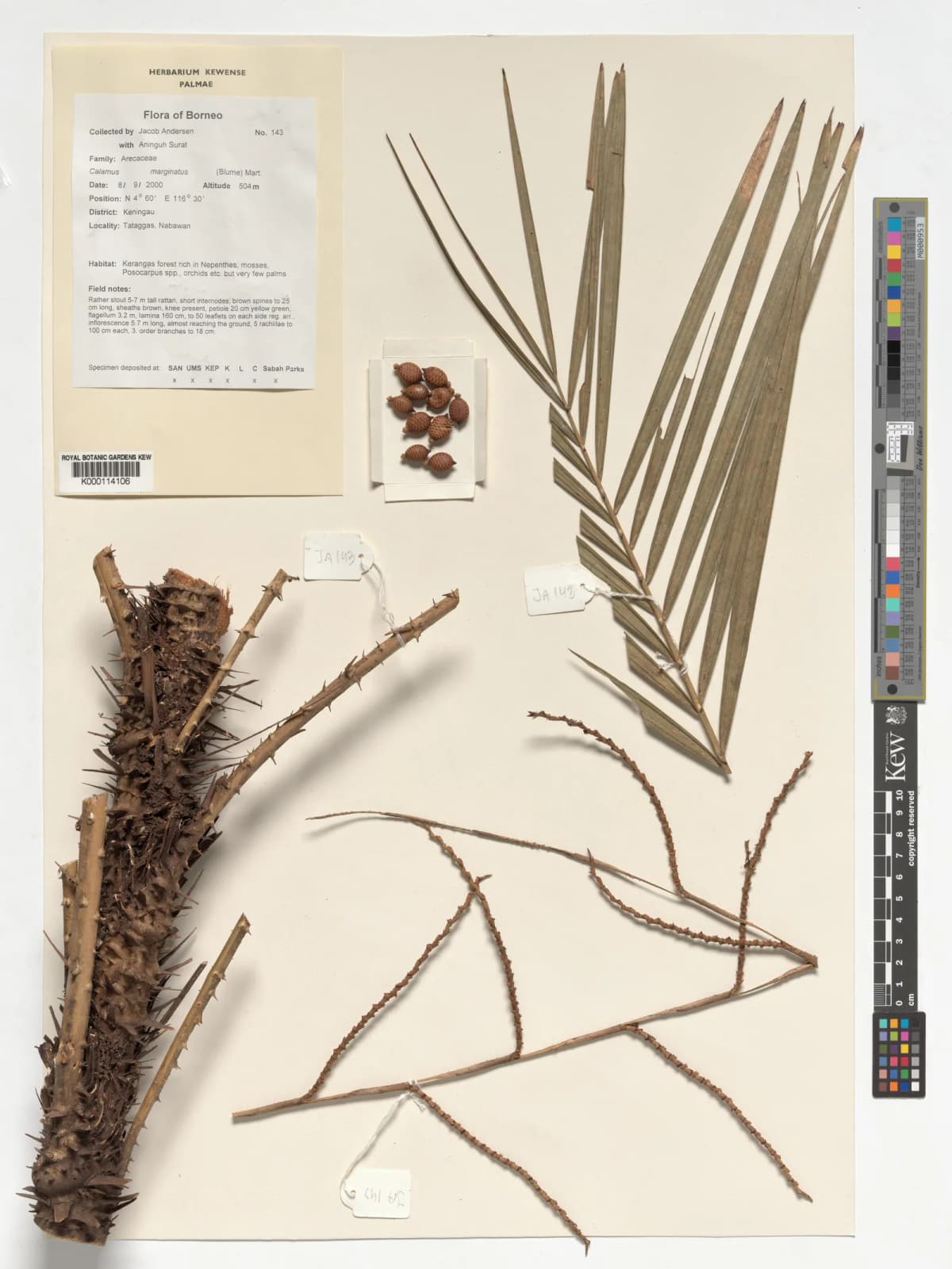 Botanical specimen of Calamus Marginatus.