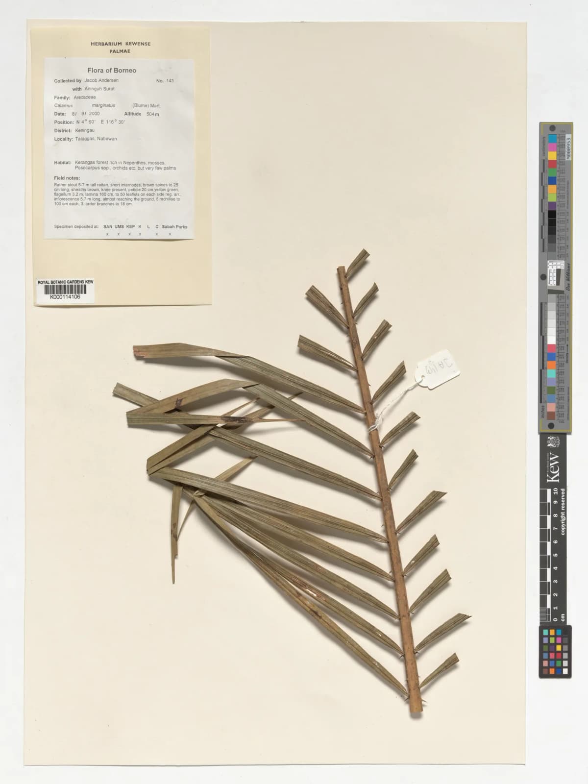 Botanical specimen of Calamus Marginatus.