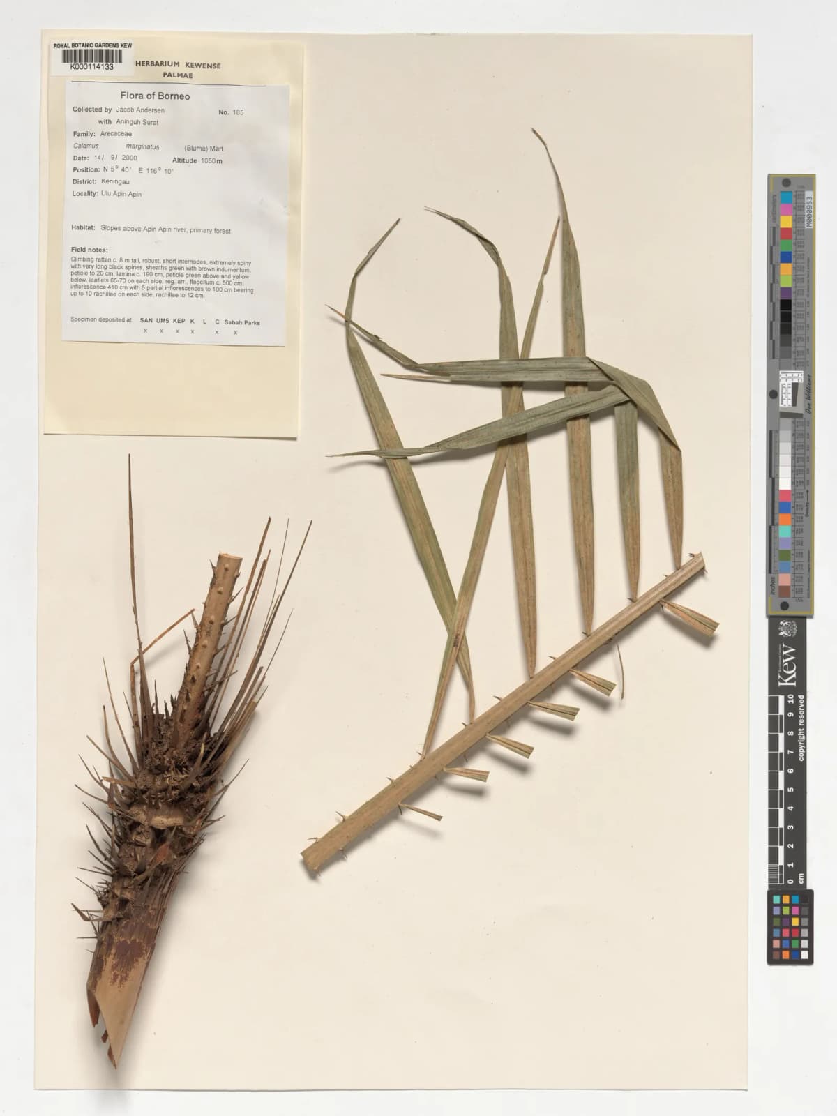 Botanical specimen of Calamus Marginatus.