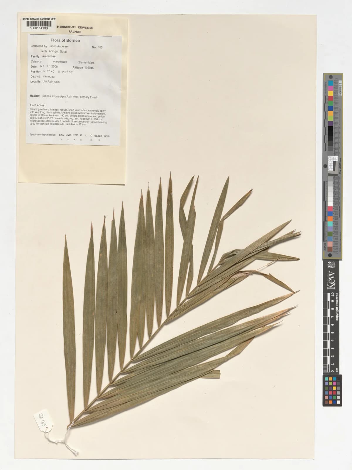 Botanical specimen of Calamus Marginatus.